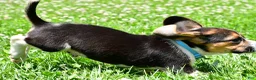 Beagle dogs for sale: Ved - Ad 12