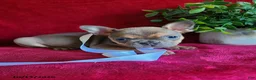 Frenchton dogs for sale: Jasper - Ad 3