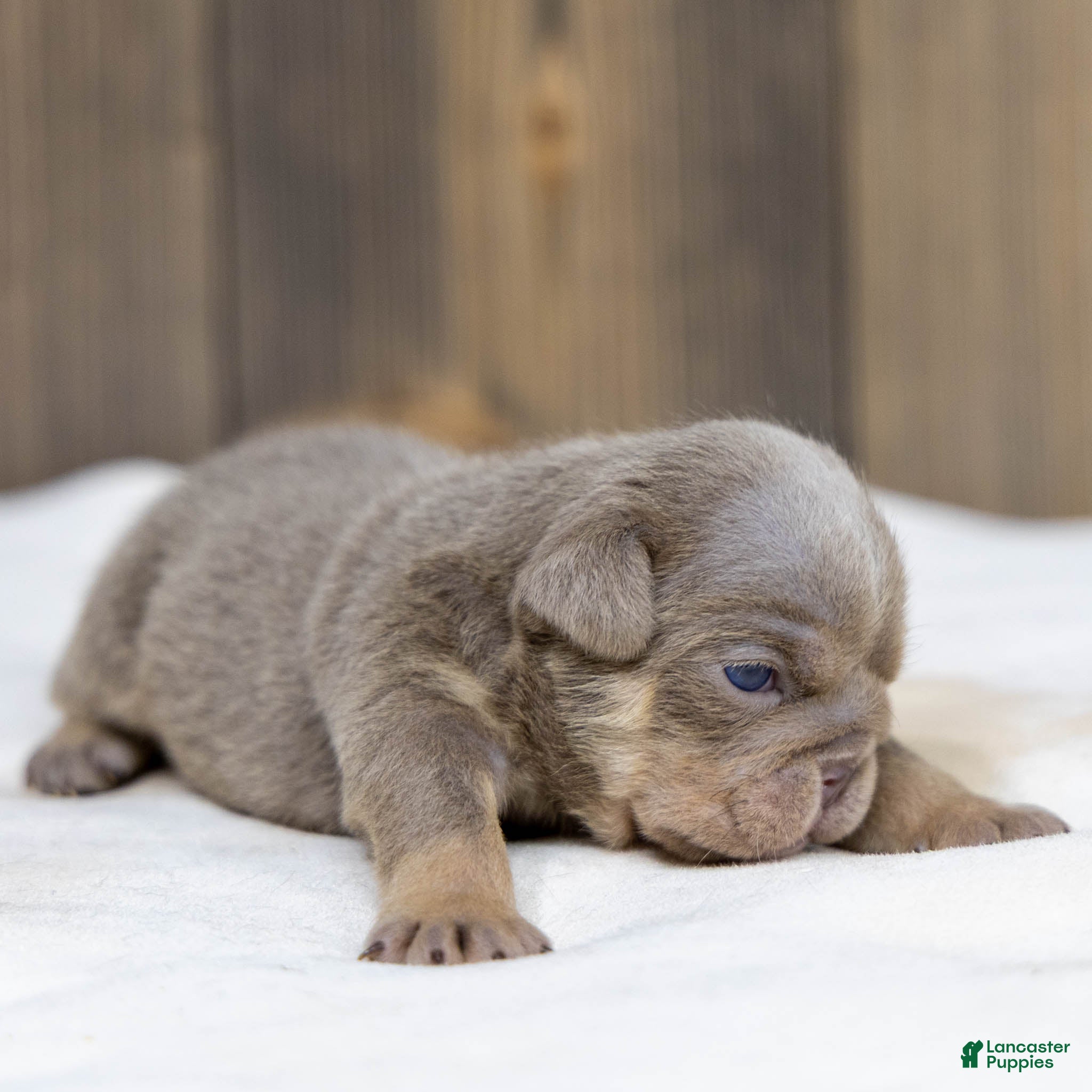 English Bulldog dogs Indigo Pearl English Bulldog Puppy  - Ad 2