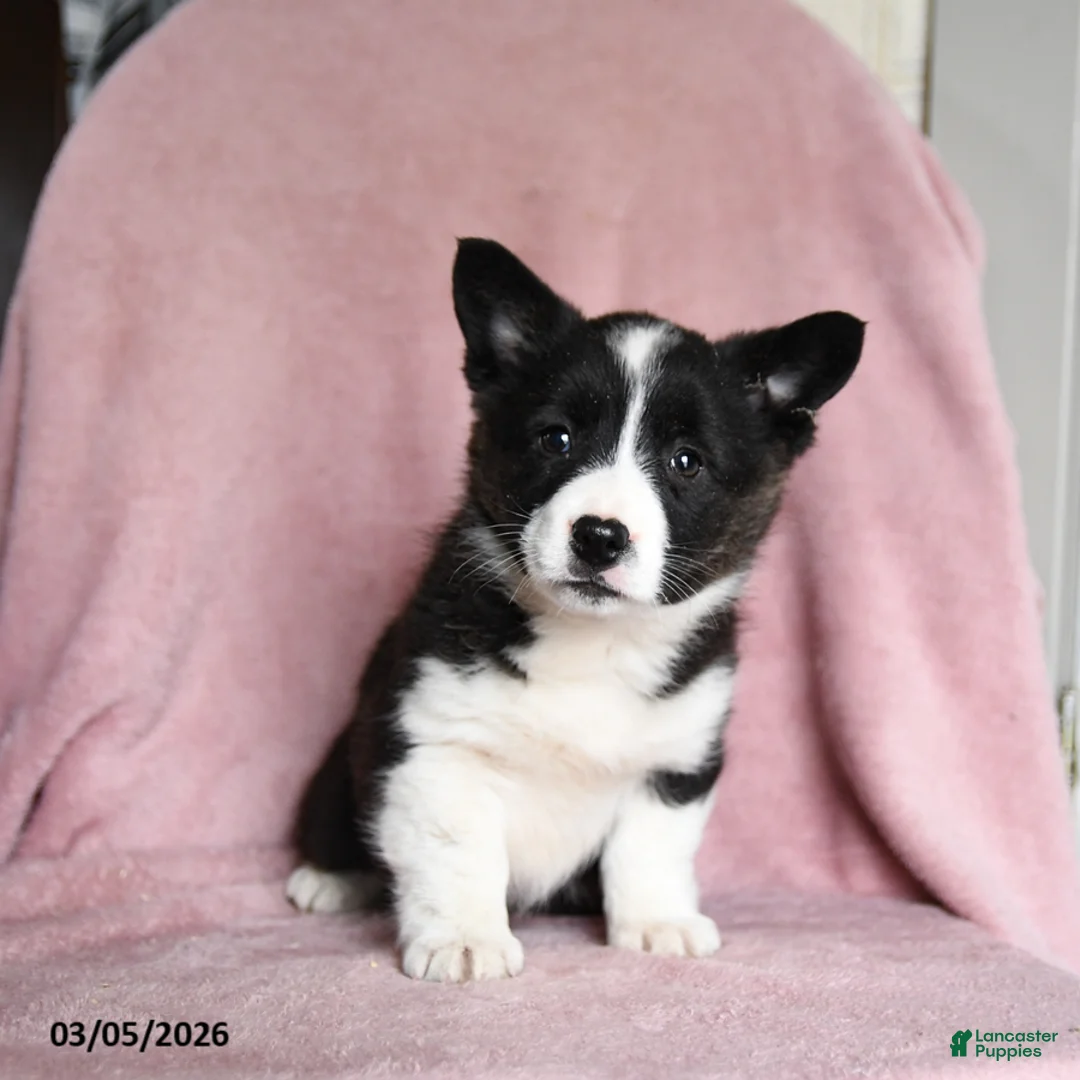 Mixed Breed dogs for sale: Oreo - Ad 3