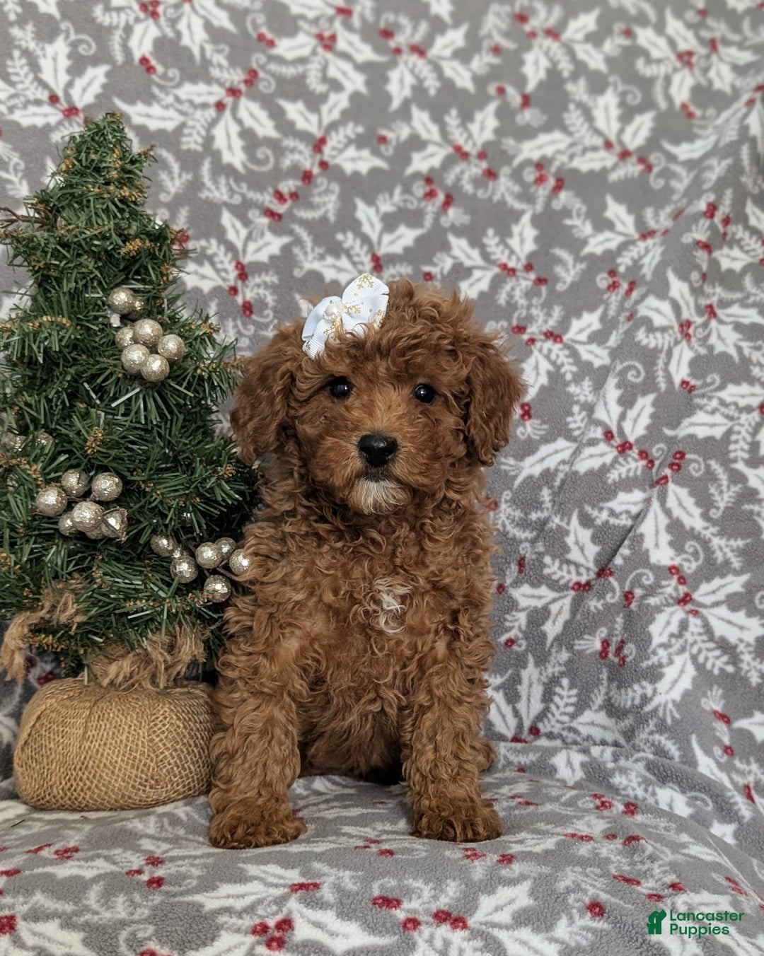 Miniature Poodle dogs for sale: Celene Ready for Christmas - Ad 2