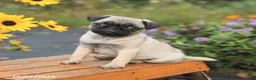 Pug dogs for sale: Nora - Ad 4