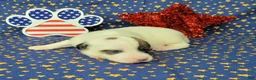 Jack Russell Terrier dogs for sale: Percy CKC male - Ad 3