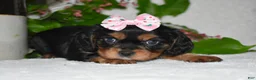 Cavalier King Charles Spaniel dogs for sale: Cavalier King Charles Spaniel 3 - Ad 3