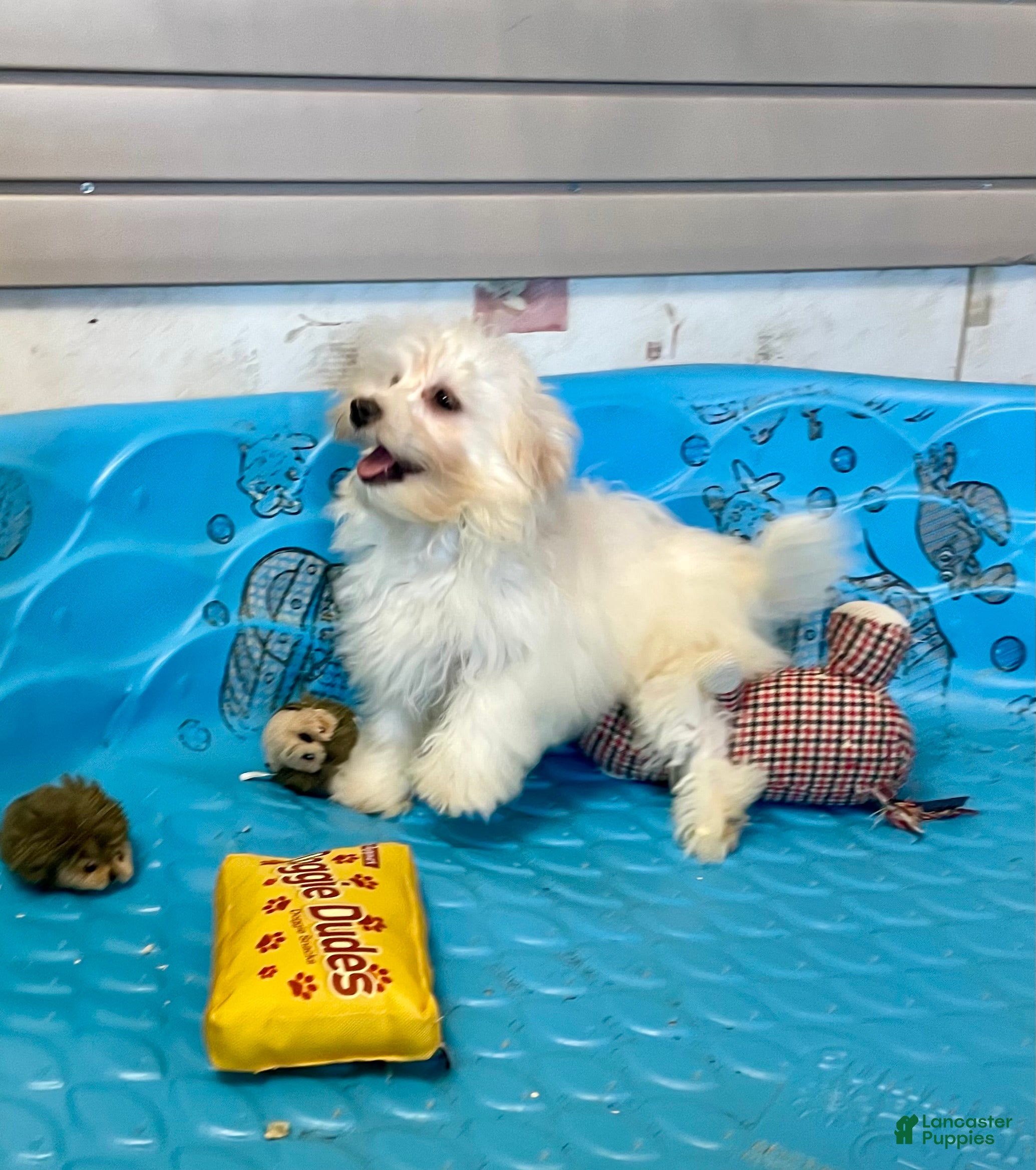 Mixed Breed dogs Sissy - Ad 2