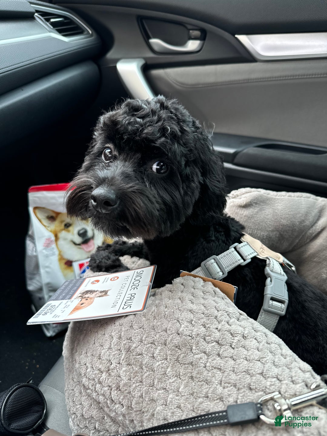 Yorkiepoo dogs for stud: Yorkiepoo - Ad 5