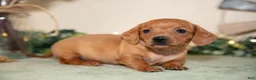 Miniature Dachshund dogs for sale: Sage - Ad 1