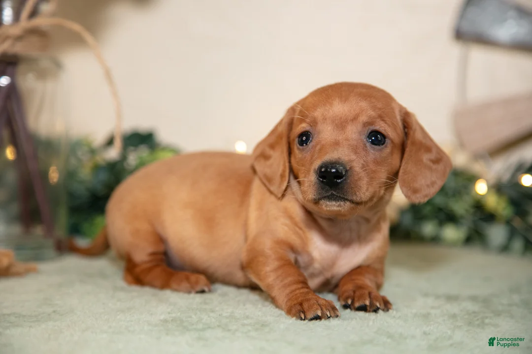 Miniature Dachshund dogs for sale: Sage - Ad 1