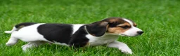 Beagle dogs for sale: Jackson - Ad 5