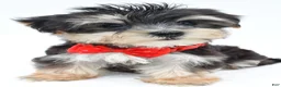 Morkie dogs for sale: Wilson - Ad 3