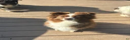 Toy Australian Shepherd dogs for sale: Toy Australian Shepherd 4 - Ad 3
