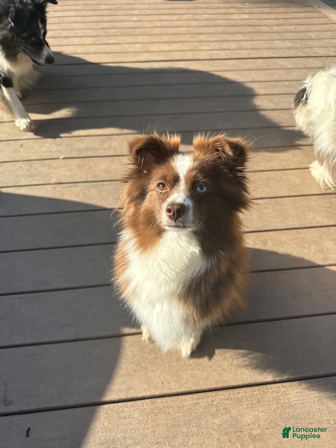 Toy Australian Shepherd dogs for sale: Toy Australian Shepherd 4 - Ad 3