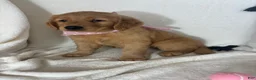 Golden Retriever dogs for sale: Amber - Ad 2