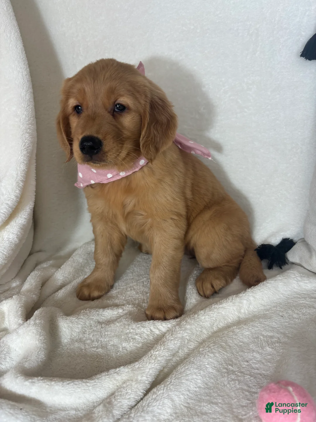 Golden Retriever dogs for sale: Amber - Ad 2