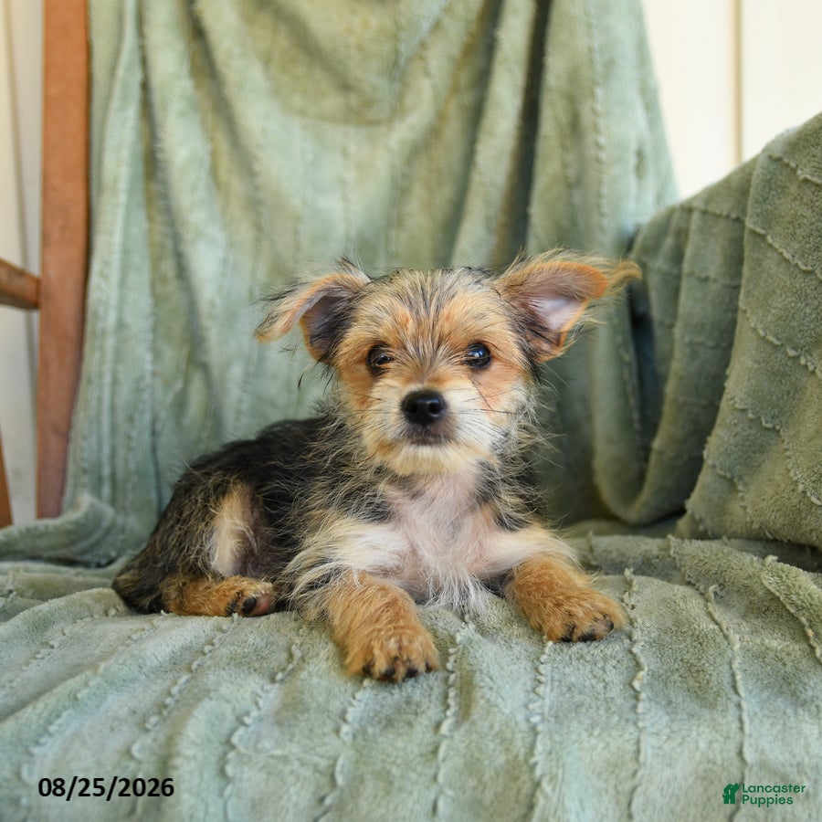 Morkie dogs Norman - Ad 2
