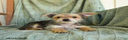 Morkie dogs for sale: Norman - Ad 2