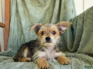 Morkie dogs Norman - Ad 2