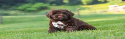 Portuguese Water Dog dogs for sale: River - Ad 4