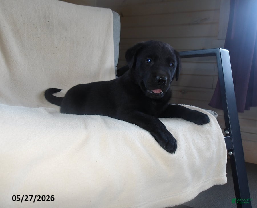 Labrador Retriever dogs Ralph - Ad 1