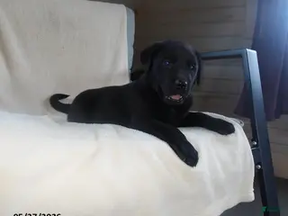 Labrador Retriever dogs for sale: Ralph - Ad 2