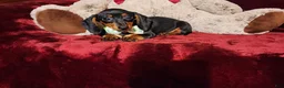 Miniature Dachshund dogs for sale: *LOLA* - Ad 9