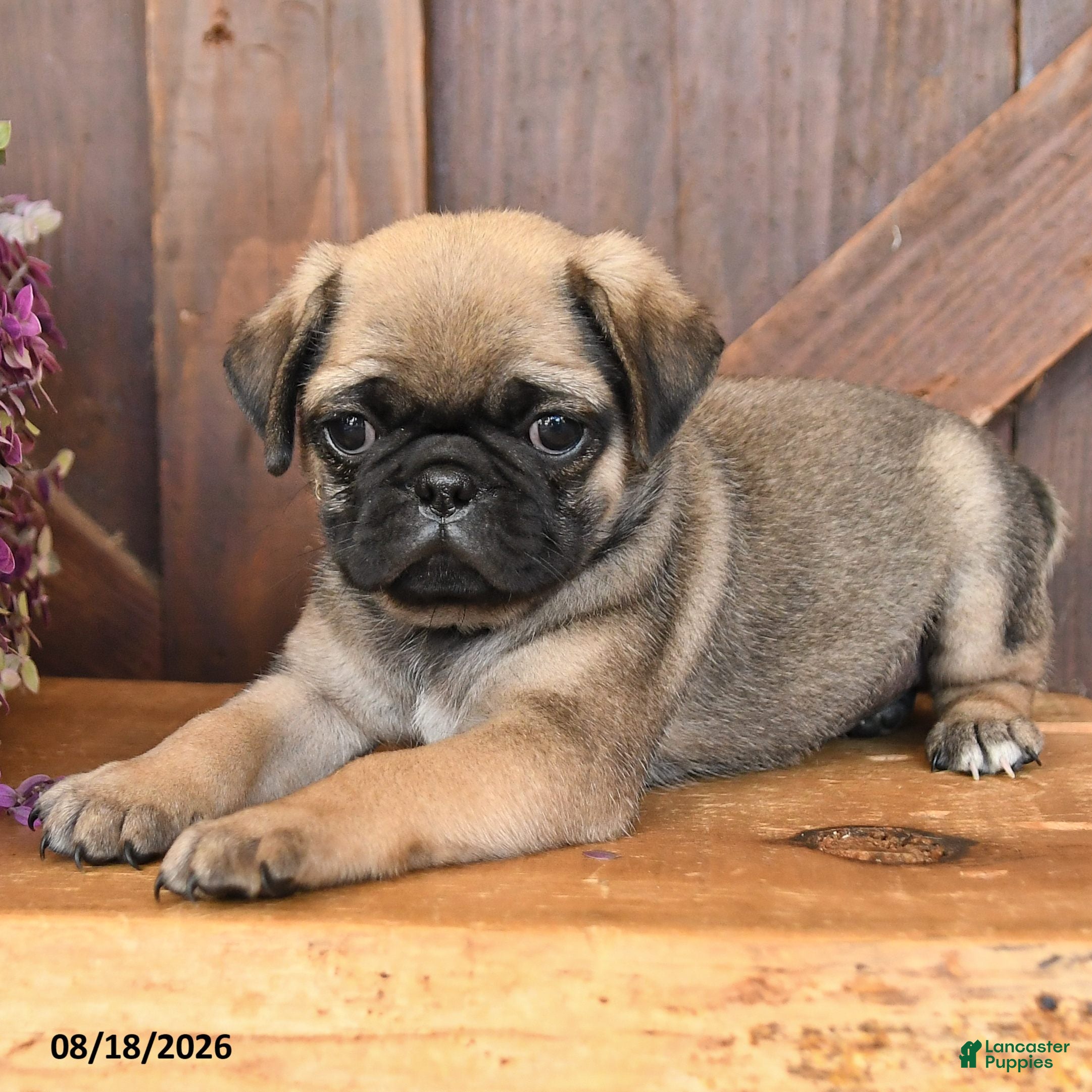 Mixed Breed dogs Luke - Ad 2