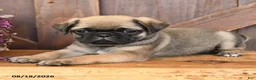 Mixed Breed dogs for sale: Luke - Ad 2