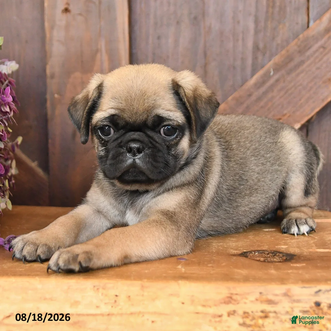 Mixed Breed dogs for sale: Luke - Ad 2