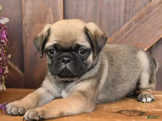 Mixed Breed dogs Luke - Ad 2