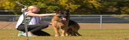 German Shepherd dogs for sale: German Shepherd Puppy 4 - Ad 3