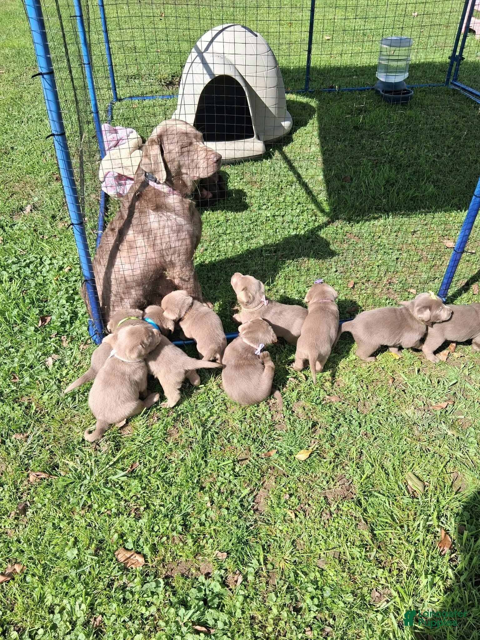 Labrador Retriever dogs Ash - Ad 2
