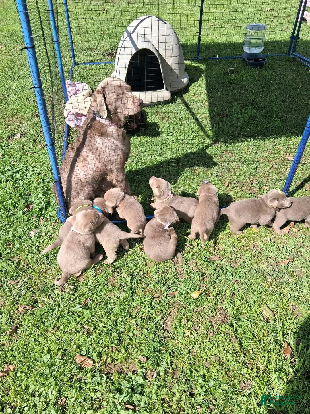 Labrador Retriever dogs for sale: Ash - Ad 2