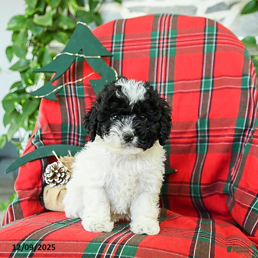 Cockapoo dogs Sage - Ad 5