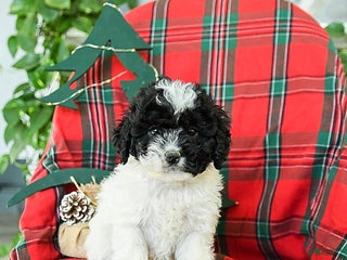 Cockapoo dogs Sage - Ad 9