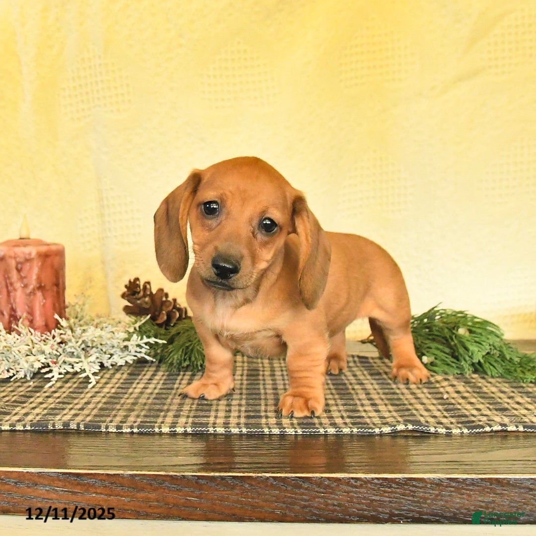 Dachshund dogs for sale: Rosie - Ad 3