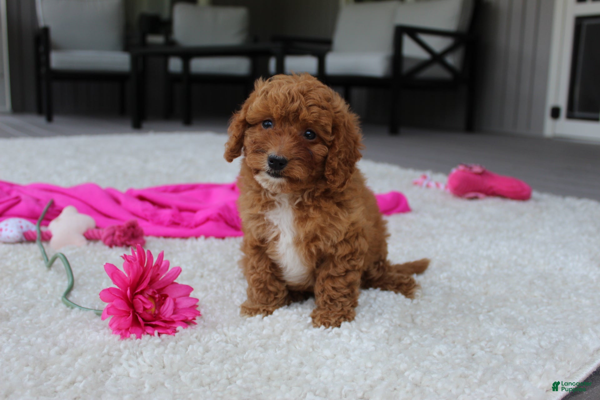 Cavapoochon dogs Madison - Ad 2