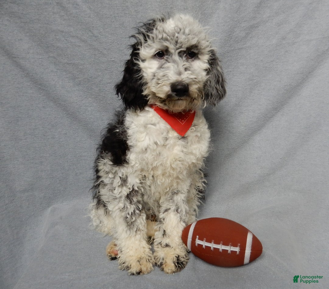 Sheepadoodle dogs for sale: Panda (medium) - Ad 4