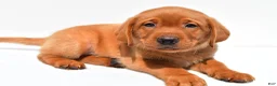 Labrador Retriever dogs for sale: Reno - Ad 10
