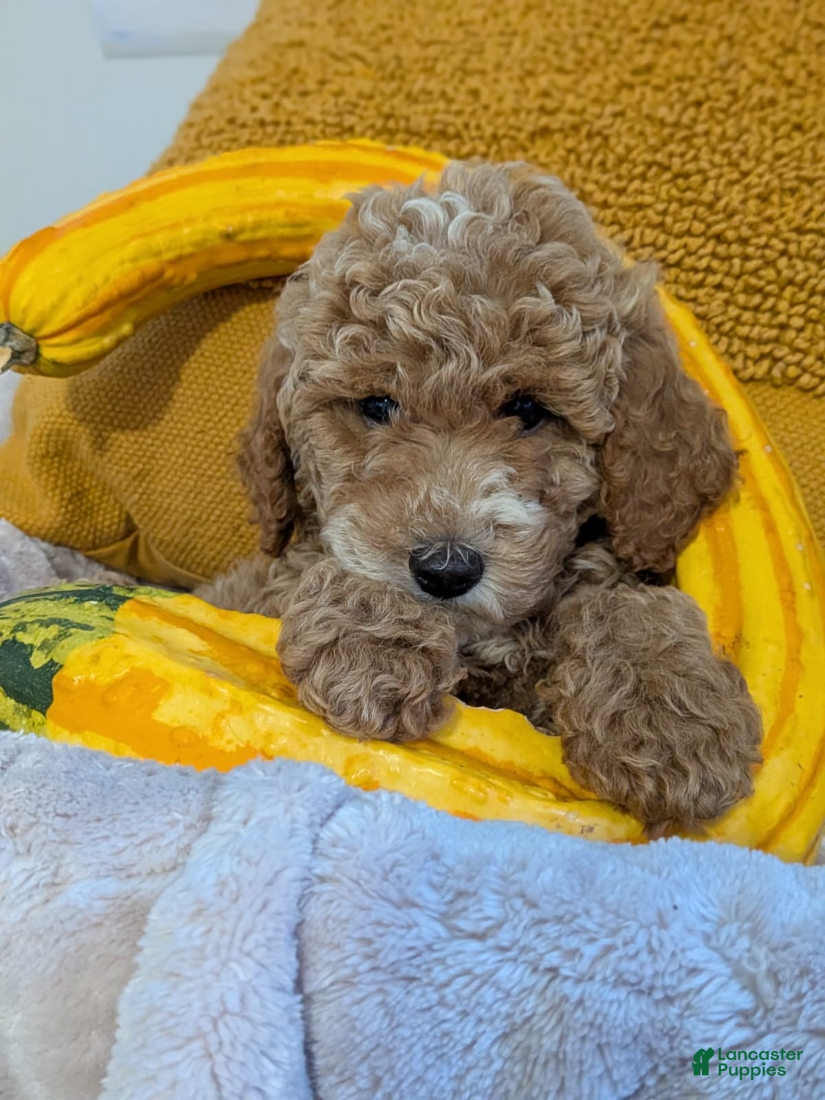 Miniature Poodle dogs Flynn  - Ad 1