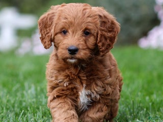 Goldendoodle dogs - Ad 22