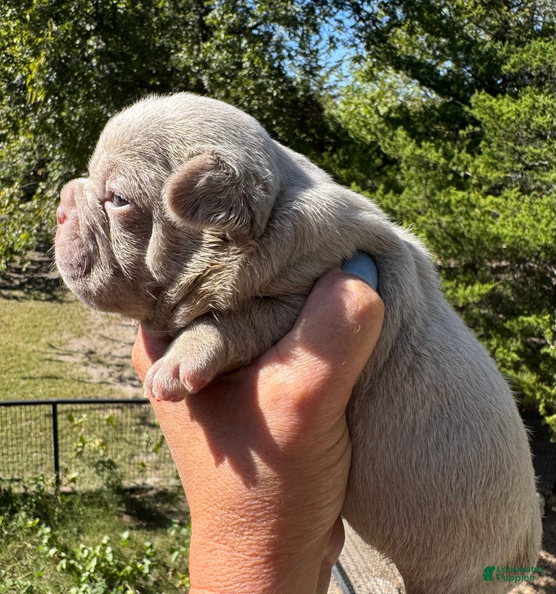 French Bulldog dogs for sale: French Bulldog Puppy 1 - Ad 3