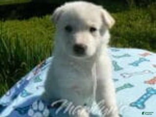 German Shepherd dogs - Ad 21