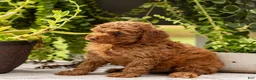 Toy Poodle dogs for sale: AKC Buster - Ad 4
