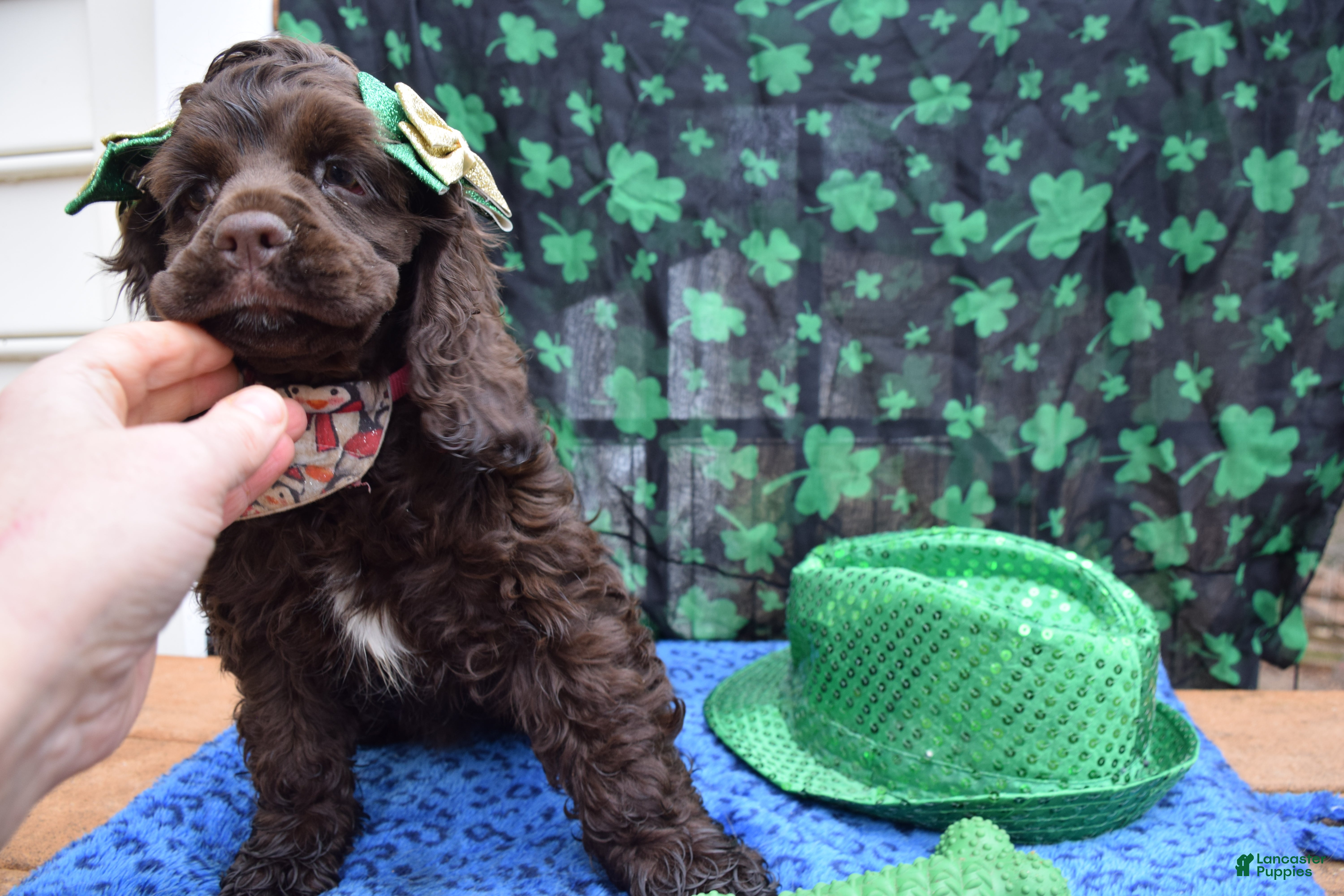 Cocker Spaniel dogs Katty-AKC Cocker Spaniel  - Ad 2