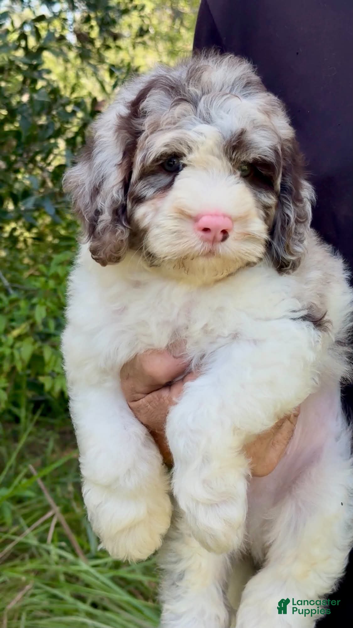 Cockapoo dogs for sale: Truffle - Ad 3