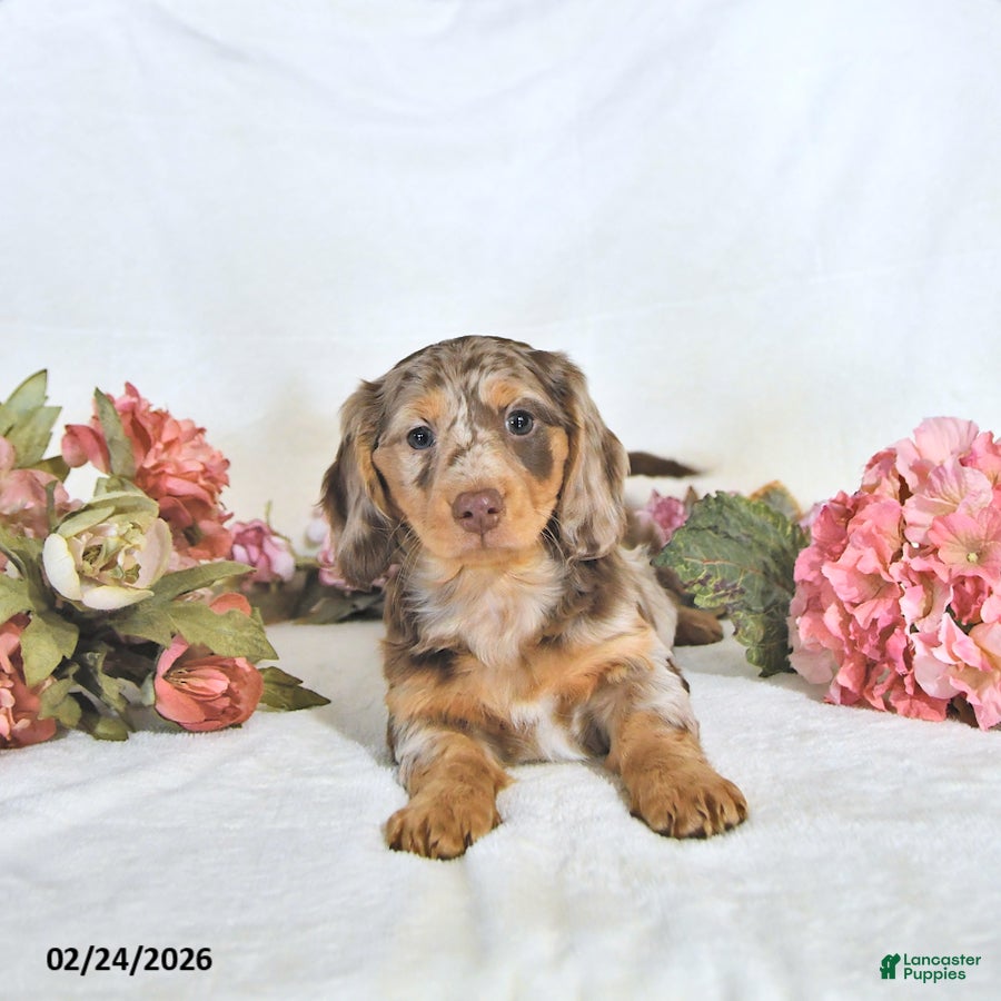 Miniature Dachshund dogs Pearl - Ad 2
