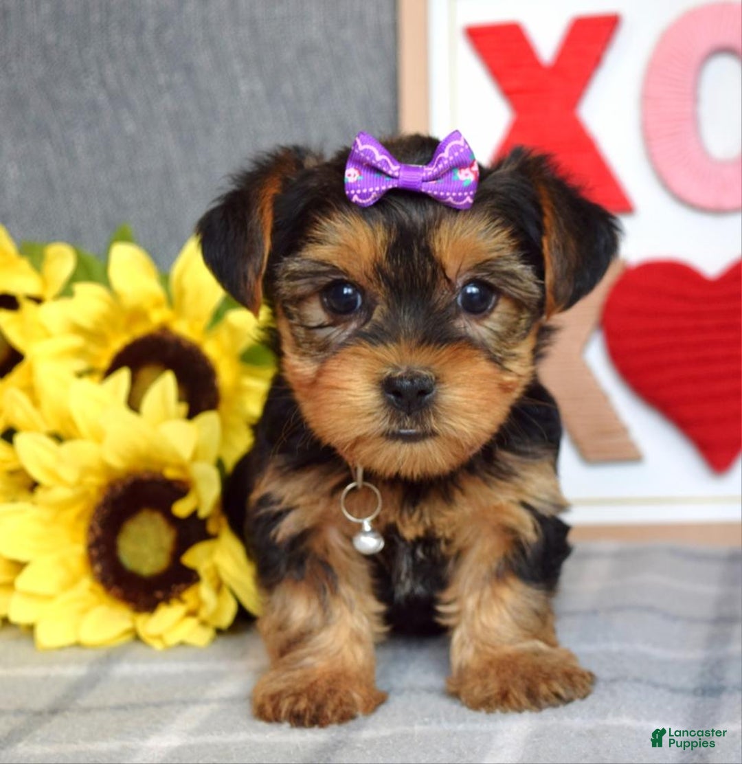 Yorkshire Terrier dogs for sale: Harper  - Ad 5