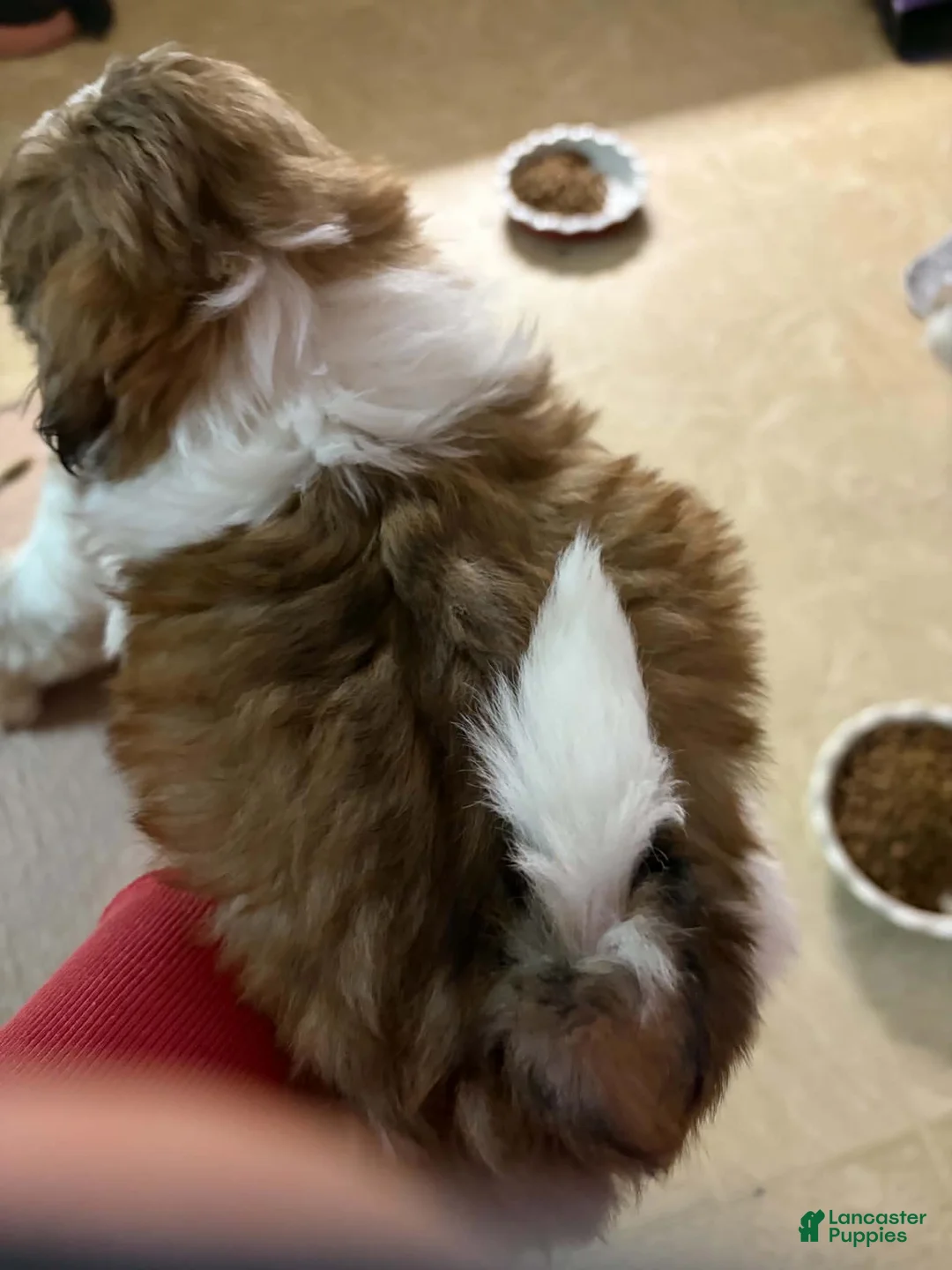 Shih Tzu dogs for sale: Jazzy - Ad 2
