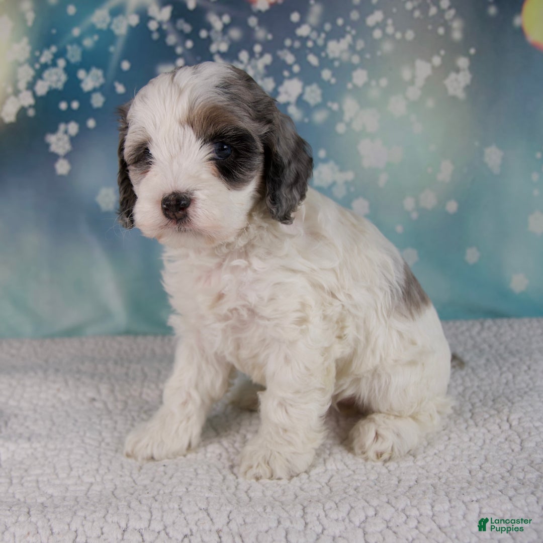 Cockapoo dogs for sale: Carla - Ad 2