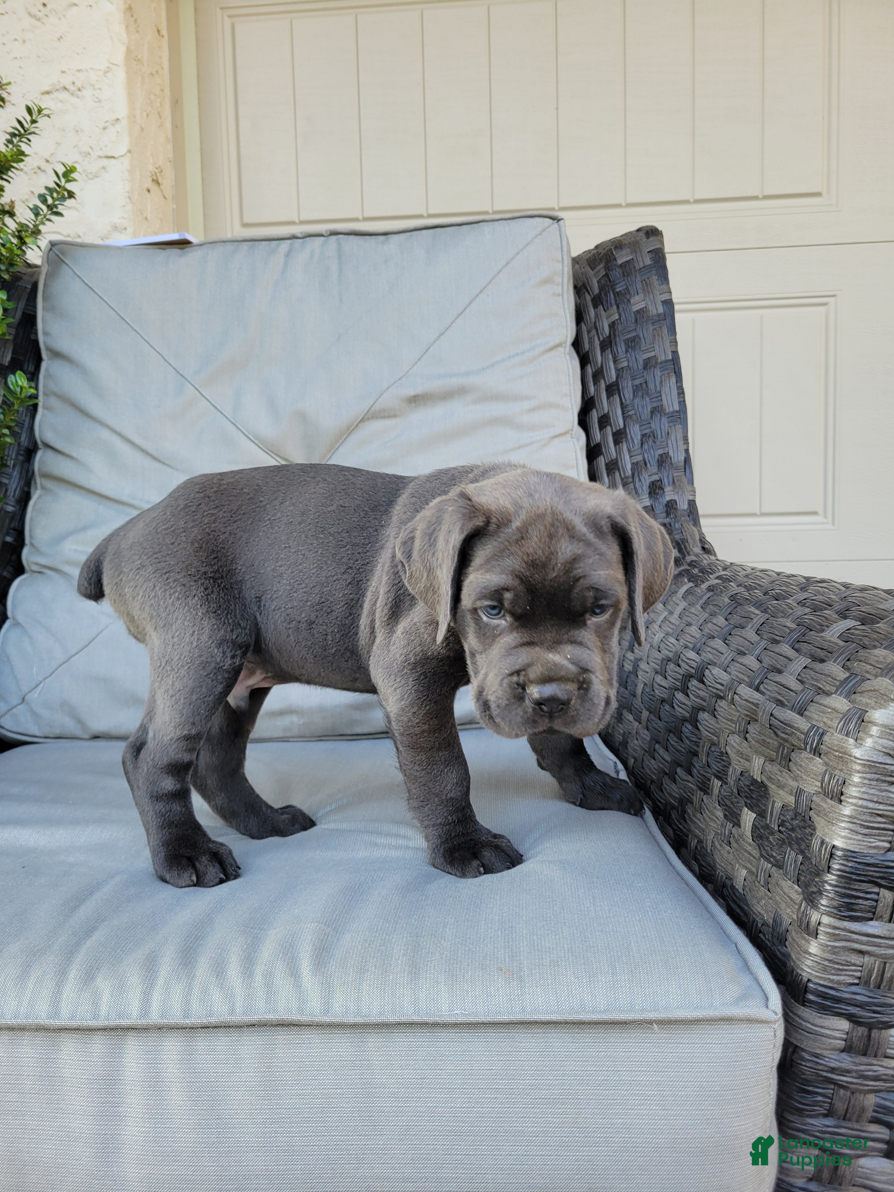 Cane Corso dogs Rocco - Ad 2